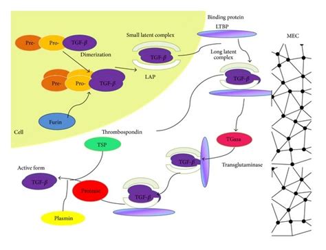 Synthesis And Activation Of Tgf β Tgf β Is Synthesized As An Inactive