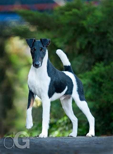 Smooth Hair Fox Terrier