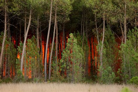 Incendie En Gironde Dans Le Médoc Les Flammes Ont Avalé 3 270