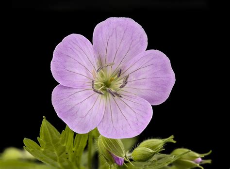 Maryland Biodiversity Project Wild Geranium Geranium Maculatum