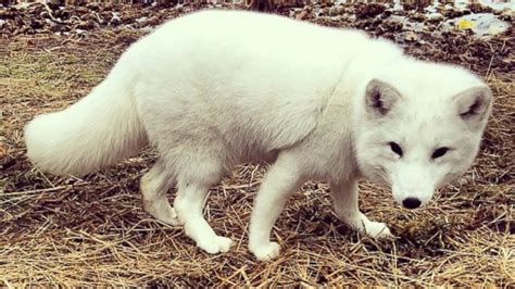 Adorable Pet Arctic Fox Starts Cracking Up Whenever He Hears Laughter - ABC News