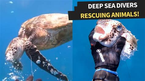 People rescuing animals in the ocean! | Amazing Deep Sea Rescues - YouTube