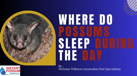 What Does Possum Poop Look Like - Instant Possum Removal