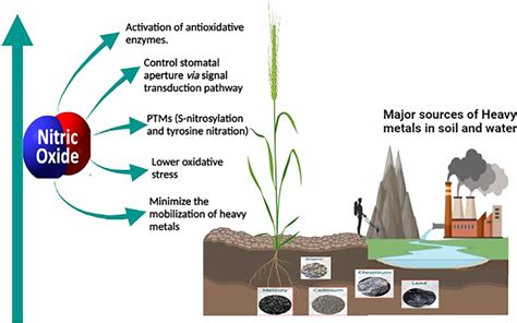 Sources Of Heavy Metal Contamination In Agricultural Land And The Role