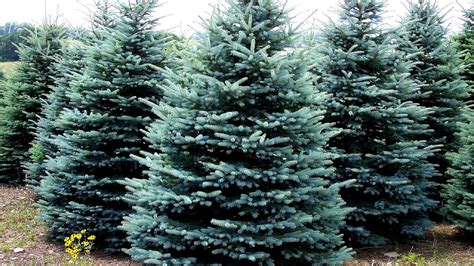 Colorado Blue Spruce Tree Growth Rate Blue Choices