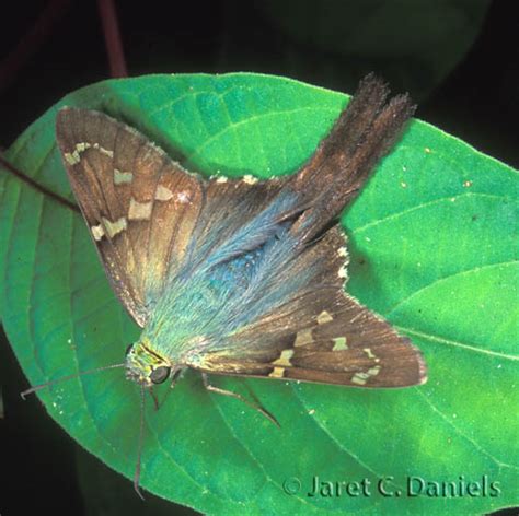 Long-tailed Skipper – Florida's Wildflowers & Butterflies