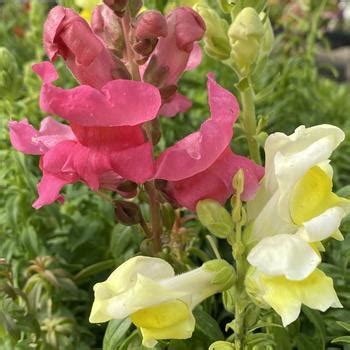 Antirrhinum Majus Snapdragon From Garden Center Marketing