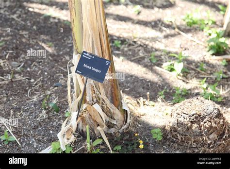 Banana Plant Wisley Gardens Hi Res Stock Photography And Images Alamy