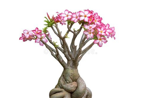 Pink Flower Adenium Obesum Plant With Green Leaves In Pot Isolated On