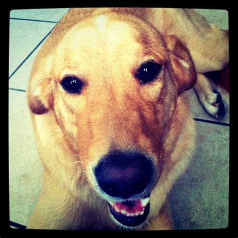 Yellow Lab Golden Retriever Mix Tsuni Golden Retriever Retriever