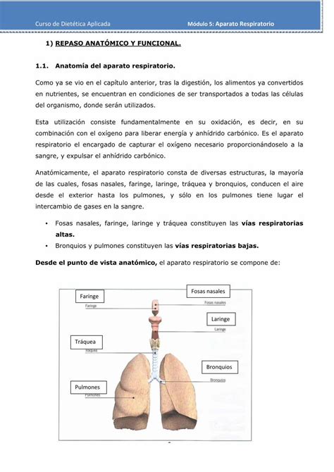 PDF Curso de Dietética Aplicada Módulo 5 Aparato Respiratorio