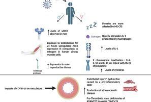 Sex Differences In Vascular Endothelial Function Related To Acute And