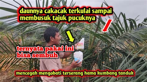 Mencegah Mengobati Daun Sawit Yang Rusak Terserang Hama Kumbang Tanduk