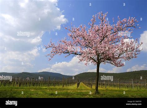 Almond (Prunus dulcis, Prunus amygdalus, Amygdalus communis Stock Photo: 58096849 - Alamy