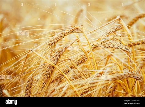 Espigas De Cebada Madura Fotograf As E Im Genes De Alta Resoluci N