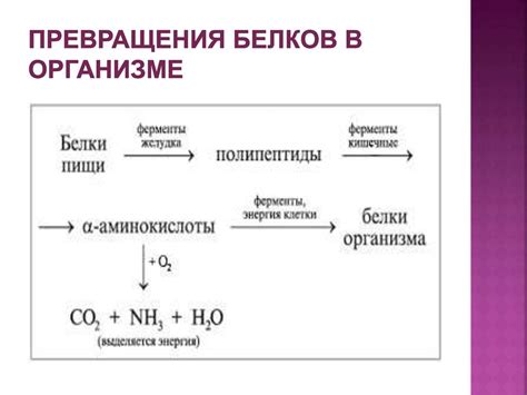 Белки и их свойства - презентация онлайн