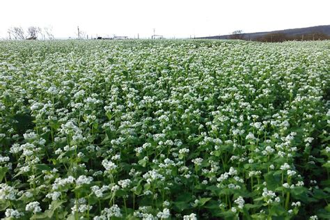 BUCKWHEAT SEED - Molokai Seed Company