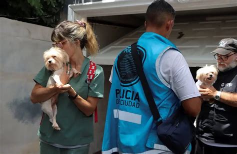 Ciudad De Buenos Aires Desbarataron Un Criadero Ilegal De Perros Y