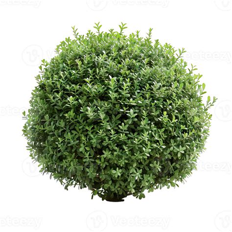 A Green Shrub With Leaves 47312012 Png