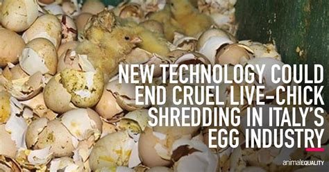 Chick Culling: Italy Egg Producers Commit to In-Ovo