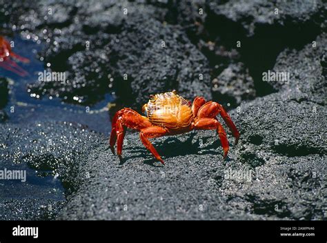 Ecuador Galápagos Islands Wildlife Sally Lightfoot Crab Stock Photo