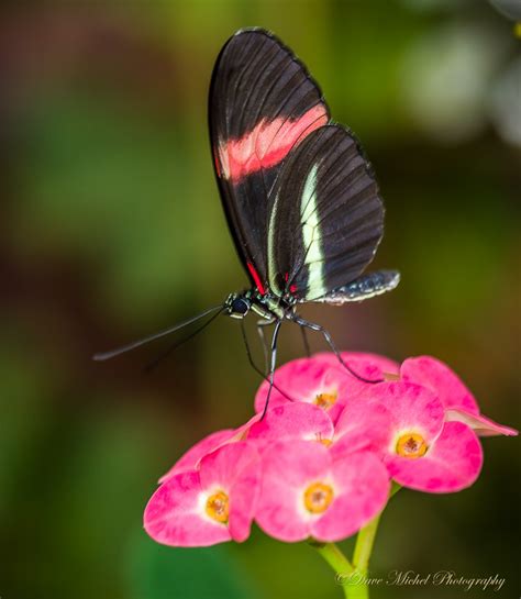 Dow Gardens Blooming Butterflies Dave Michel Photography