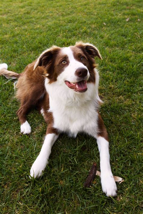 Beautiful Brown Border Collie Border Collie Training Herding Dogs