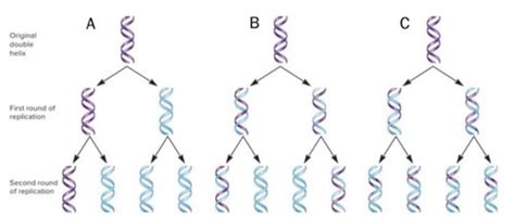 Ch 11 Dna Replication Flashcards Quizlet