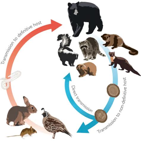 Rare But Dangerous Understanding The Threat Of Baylisascaris Infection