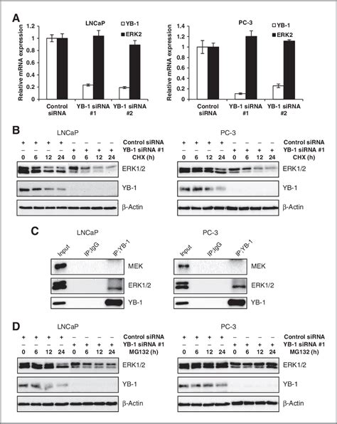 PDF Mutual Regulation Between Raf MEK ERK Signaling And Y BoxBinding