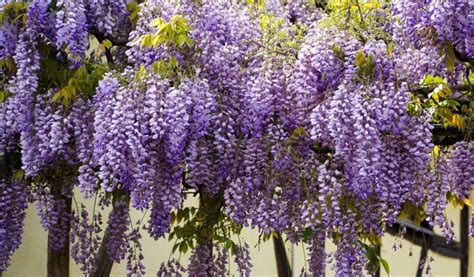 How To Train Wisteria Into A Tree — Plants And House