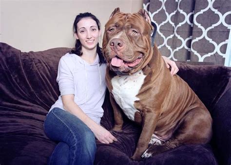 Crían a un Pit Bull de casi 80 kg el Pit Bull más grande del mundo