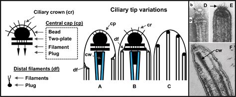 Ultrastructure Of Cilia And Flagella Back To The Future Fisch