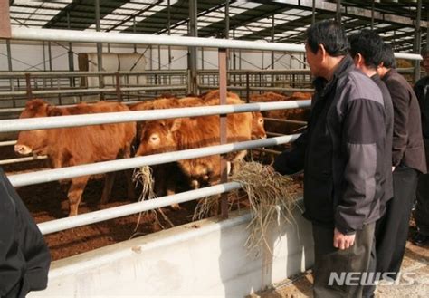 안동 한우 체외수정란 수태율 52평균 대비 12p↑ 파이낸셜뉴스