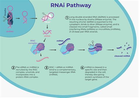 What is RNAi - RNAi Biology | UMass Chan Medical School