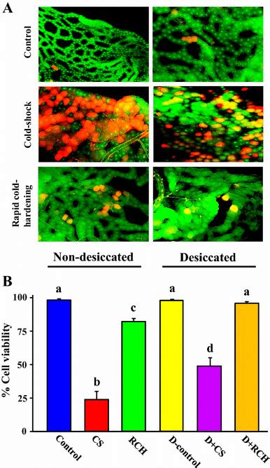 Effect Of Desiccation On Cell Viability Of Larval Fat Body A Vital