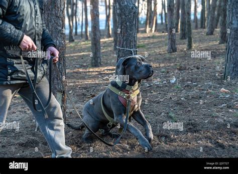 Cane Corso K9 Training
