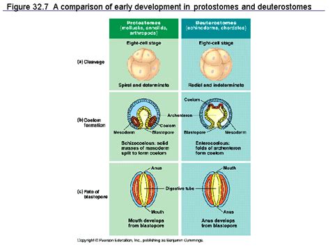 Deuterostomes Protostomes Blastopore