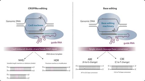 Crispr Base Editing In The Groove