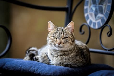 Cat Tabby Pet Free Photo On Pixabay Pixabay