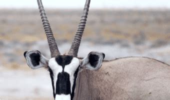 Oryx (Antelope) Facts, Diet & Habitat Information