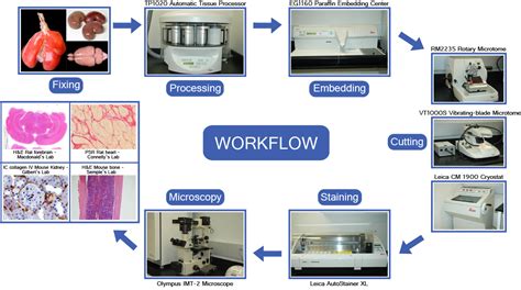 Isolation Fixation And Immunofluorescence Imaging Of Off