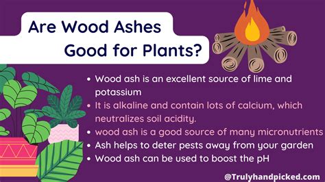 Are Ashes Good for Plants? Wood Ash as Fertilizer -Plant Care 365