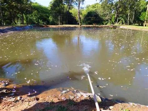 Menina De 9 Anos Morre Afogada Ao Cair Em Tanque De Peixes Em Fazenda