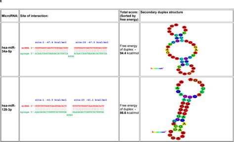 Mirna Target Interaction Network And Prediction Of Mirna Sponges The Download Scientific