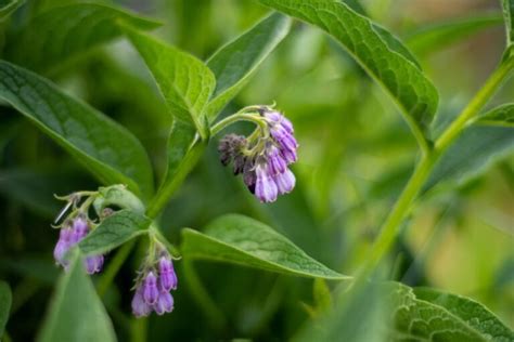 What Is Comfrey A Complete Guide To Benefits Uses And Advice