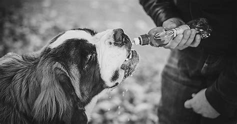 My Saint Bernards Pup And His Love For Sparkling Water Imgur