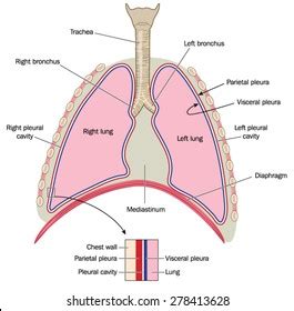 A P Pleura And Pleural Cavity Diagram Quizlet Off