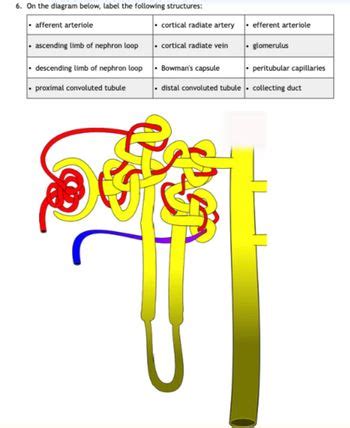 Answered On The Diagram Below Label The Following Structures