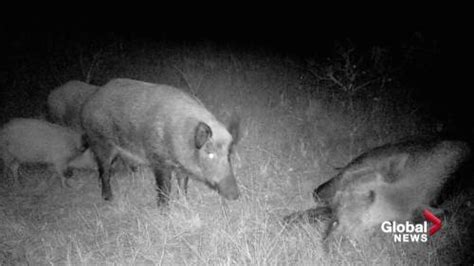 Alberta launches program to control wild boar population | Watch News ...